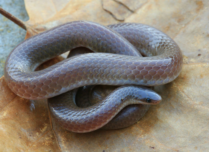 Worm Snake